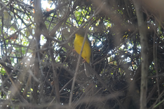 Basileuterus culicivorus