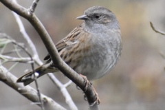 Prunella modularis occidentalis