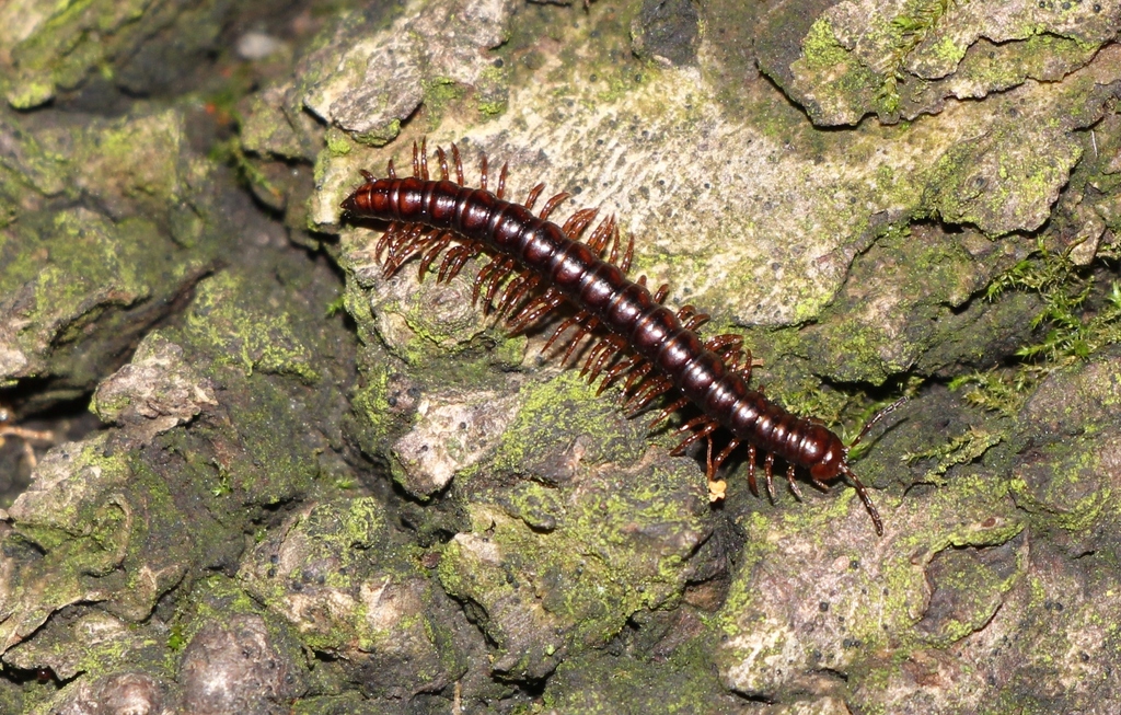 Strongylosoma stigmatosum