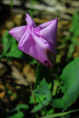 Convolvulus althaeoides
