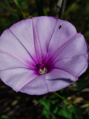 Convolvulus althaeoides