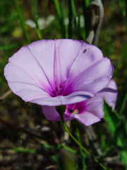 Convolvulus althaeoides