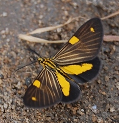 Phaeochlaena lampra
