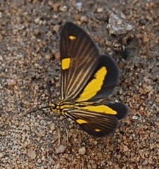 Phaeochlaena lampra