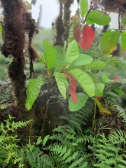 Cinchona officinalis