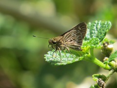 Vehilius stictomenes