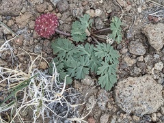 Cymopterus globosus