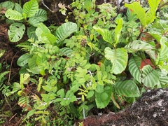 Cinchona officinalis