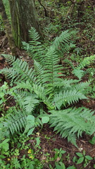 Dryopteris ludoviciana