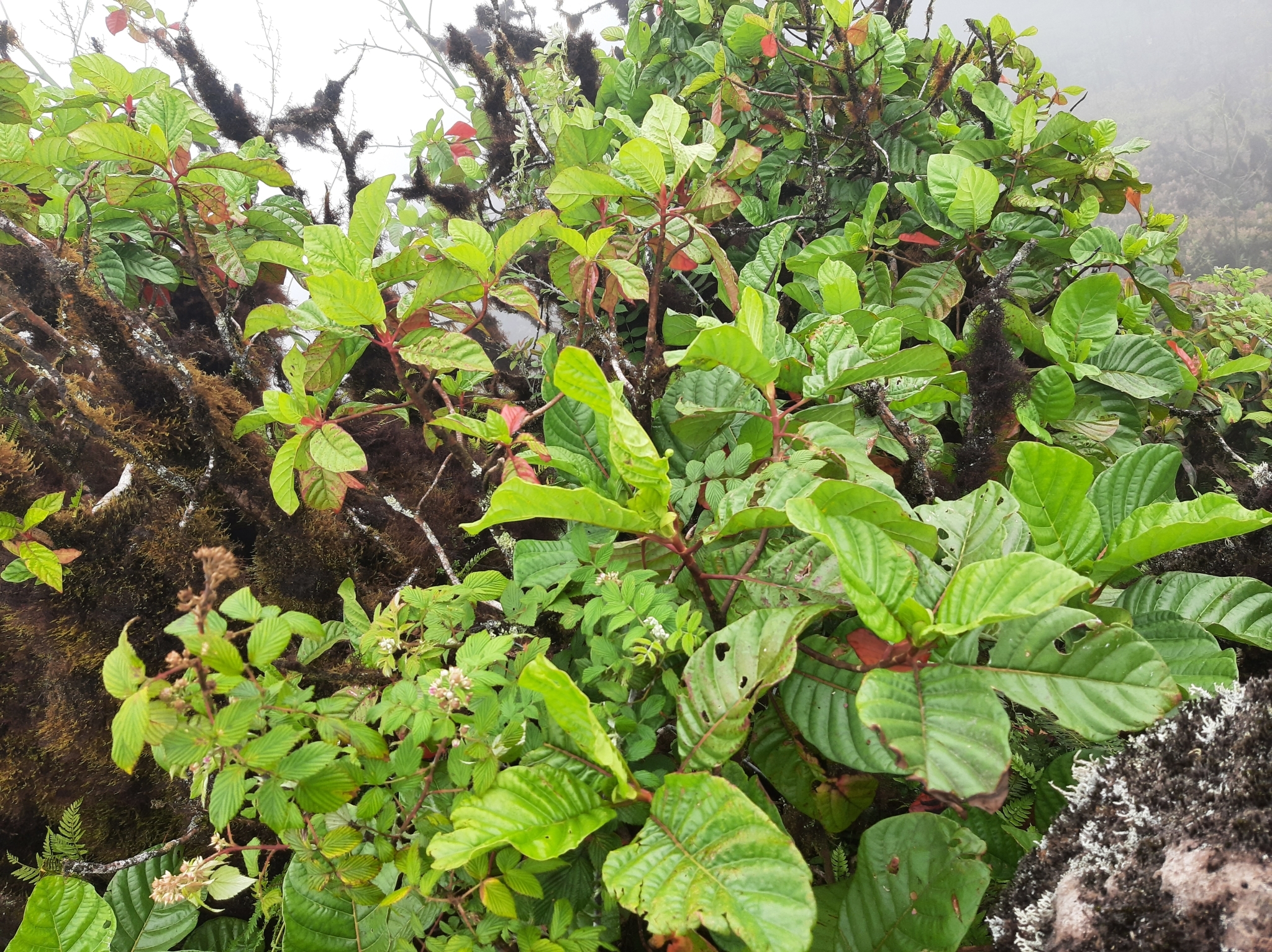 Cinchona pubescens image