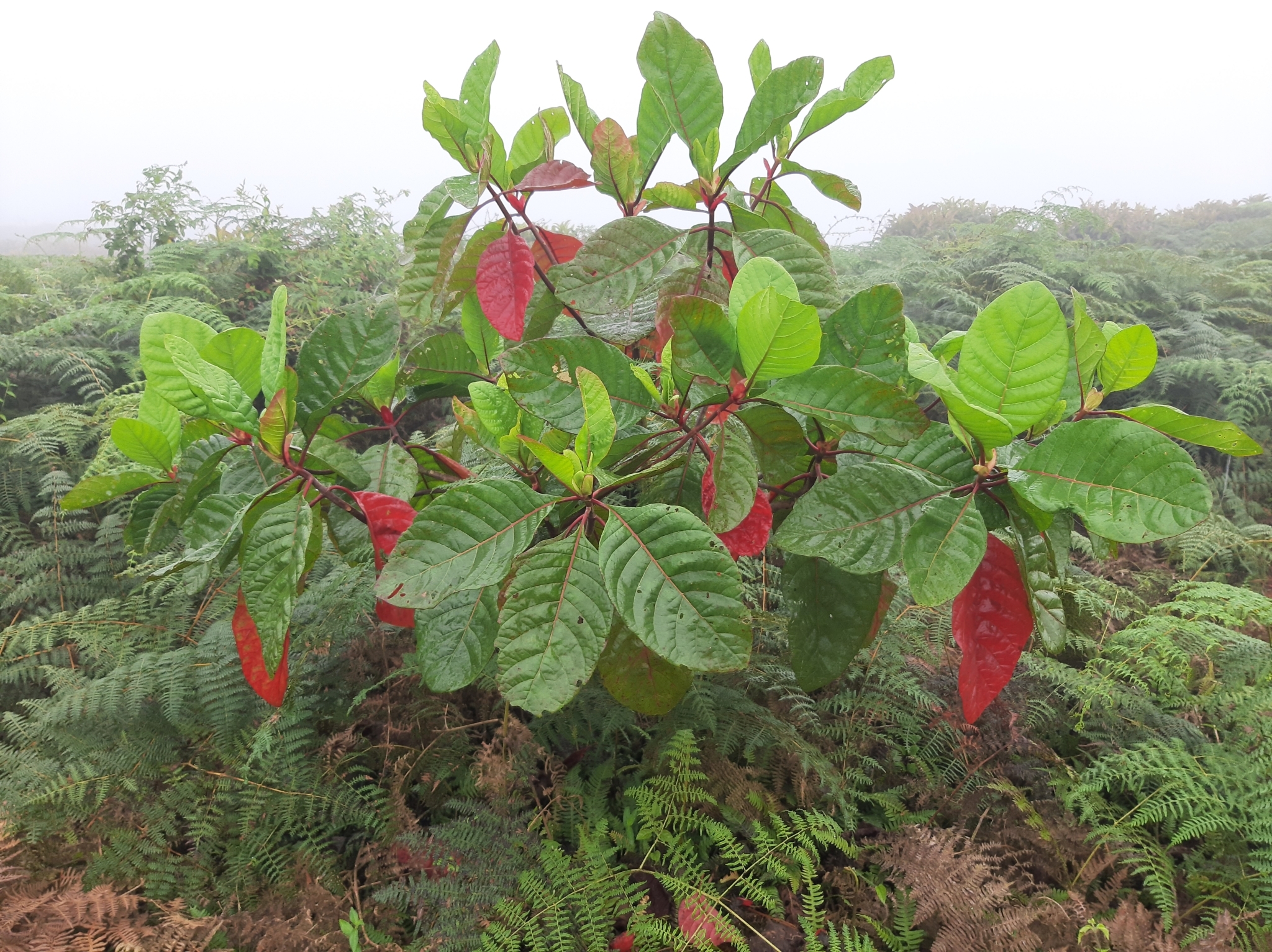 Cinchona pubescens image