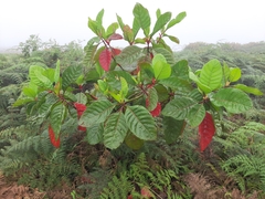 Cinchona officinalis