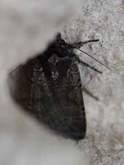 Parabagrotis insularis