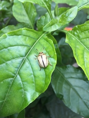 Leptinotarsa defecta