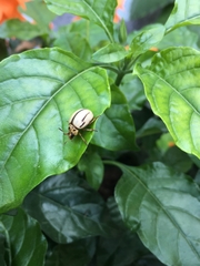 Leptinotarsa defecta