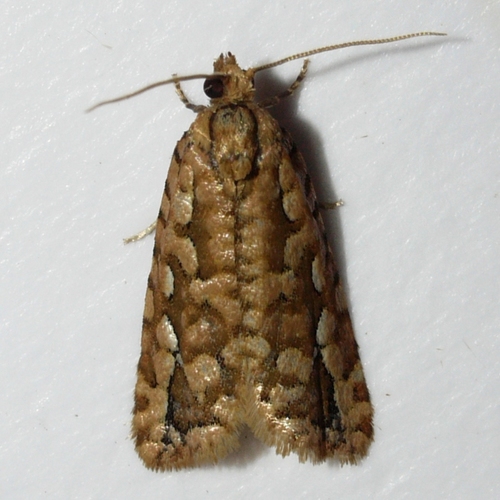Cockerell's Moth photo 3