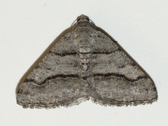 Digrammia continuata