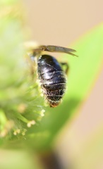 Andrena rugosa