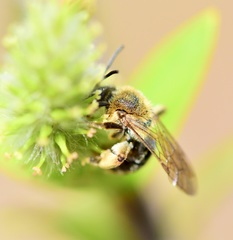 Andrena rugosa