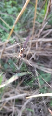 Micrathena swainsoni