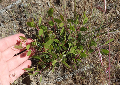 Arctostaphylos hookeri