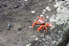 Johngarthia cocoensis