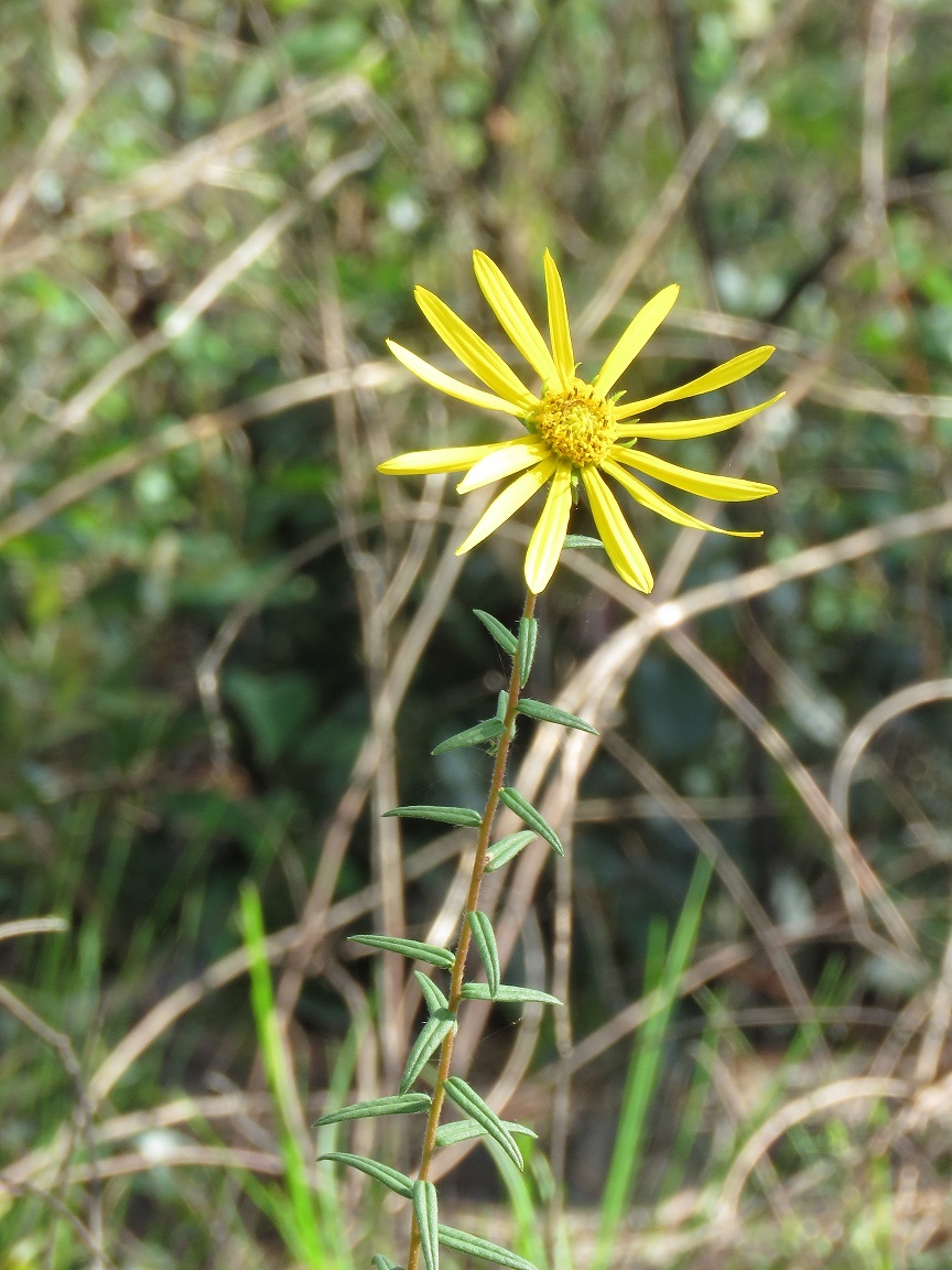 Phoebanthus tenuifolius