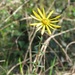 Pineland False Sunflower - Photo (c) j_appleget, some rights reserved (CC BY-NC), uploaded by j_appleget
