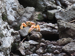 Johngarthia cocoensis