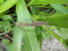 Chariesterus moestus