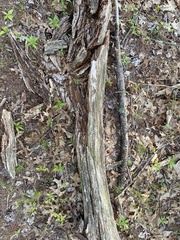 Cryphonectria parasitica