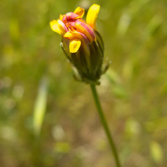 Crepis vesicaria taraxacifolia