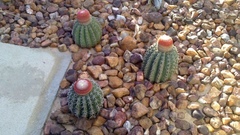 Melocactus zehntneri