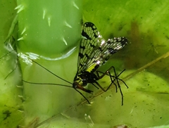 Panorpa meridionalis