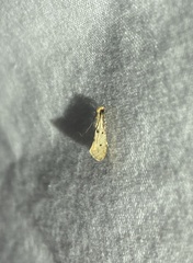 Tinea trinotella