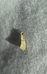Tinea trinotella