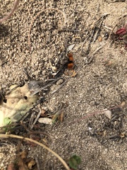 Pseudomethoca anthracina