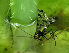 Panorpa meridionalis