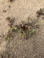 Pseudomethoca anthracina