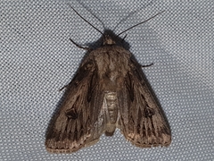 Agrotis chretieni