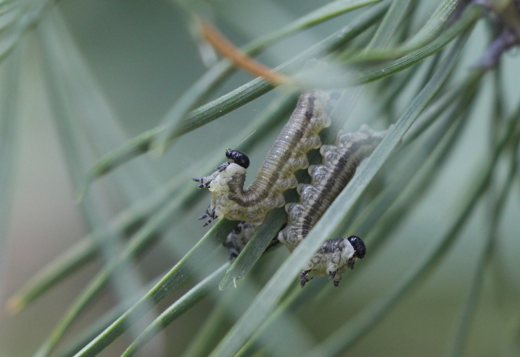 European pine sawfly