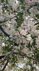 Malus