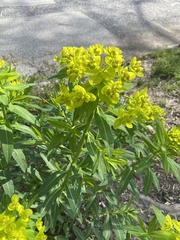Euphorbia epithymoides