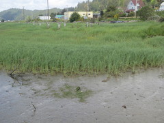 Carex lyngbyei