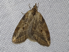 Chesias isabella