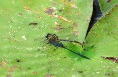 Phanogomphus australis