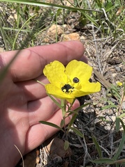 Oenothera berlandieri pinifolia
