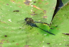 Phanogomphus australis