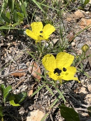 Oenothera berlandieri pinifolia