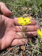 Oenothera berlandieri pinifolia